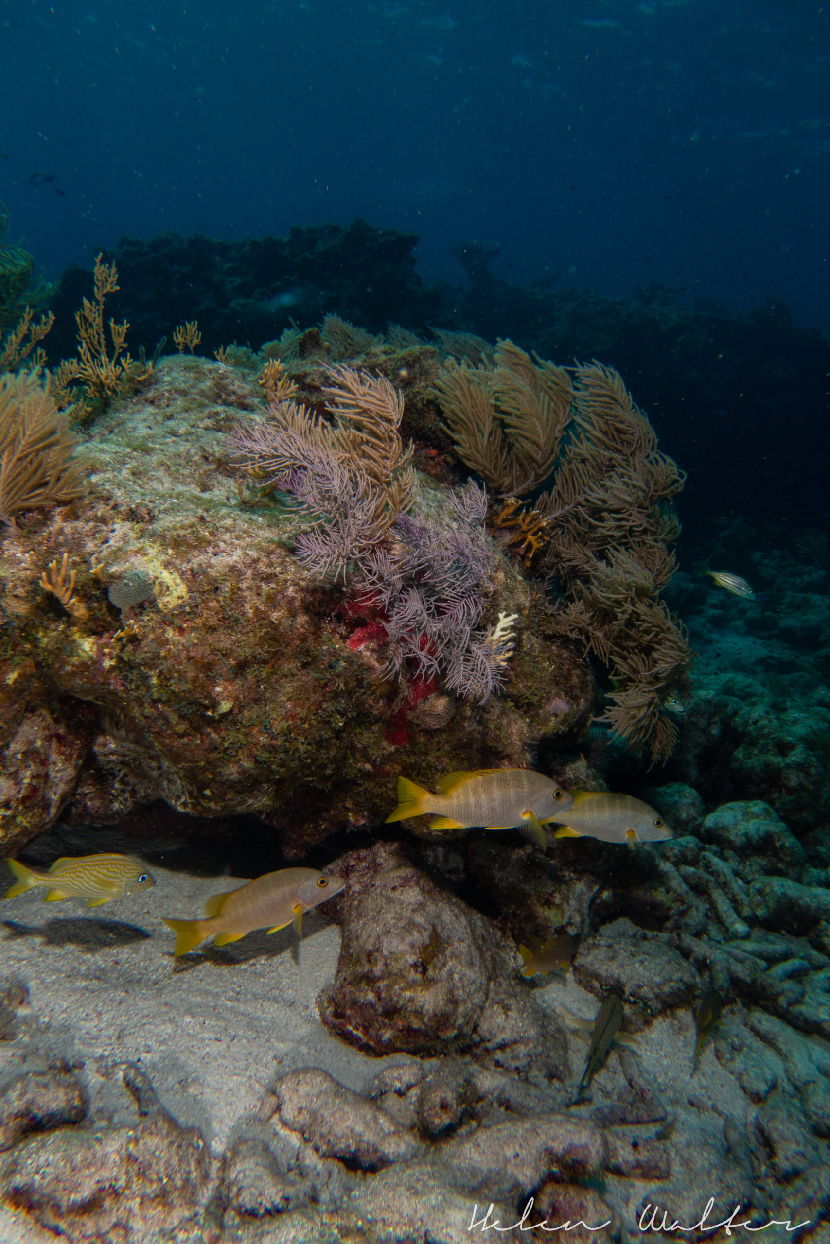 3. Molasses ReefDSC05341June 29, 2020 Helen Walter, Ph.D.